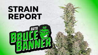 Bruce Banner Auto | Strain Review | Fast Buds | Sativa