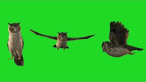 Owl Bird Flying Animation Green Screen Video HD