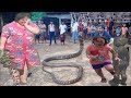 Giant snake has the most terrible venom in the world - Weighs more than 50kg