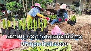បច្ចេកទេសបណ្ដុះកូនស្រកានាគយកទៅដាំបន្ត Dragon-fruit 2020