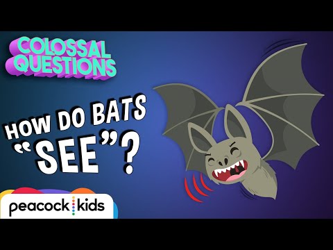 How Do Bats ‘See’ if They’re Blind? | COLOSSAL QUESTIONS