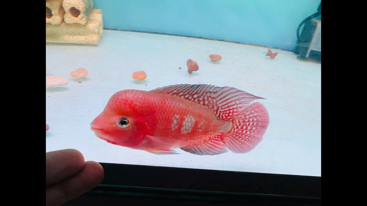 Tuyển Lứa Cá La Hán Khỉ Đỏ Chất Lượng Giá Tốt Hôm Nay - Super Red Monkey Flowerhorn Viet Nam