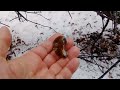 Зимова грибалка в кінець січня 2024р Печеніги Харьківська область
