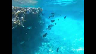 Red Sea - Marsá Mubārak - Snorkeling