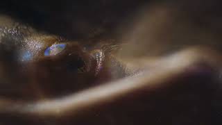 Normal Stage - FV2 (Official Video)