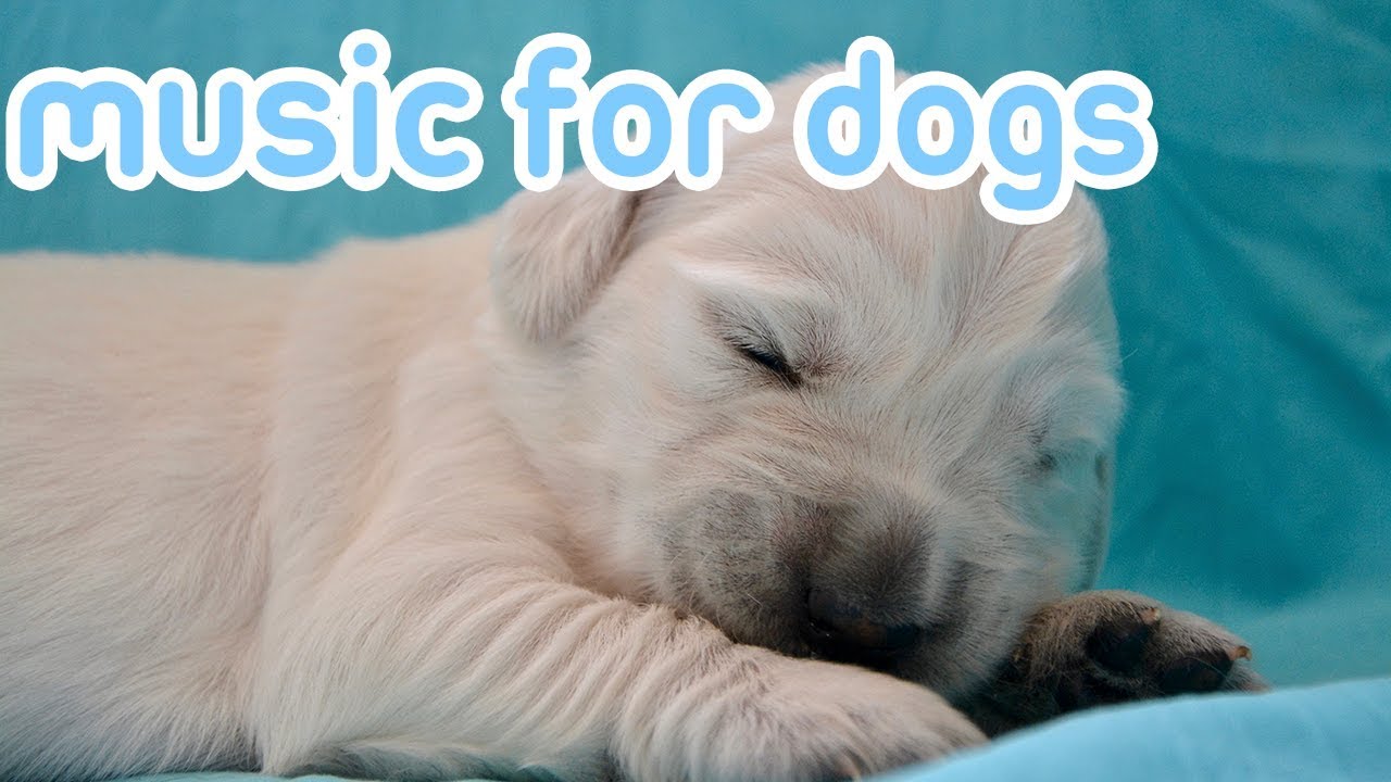 dog music sounds for dogs