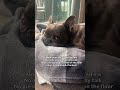 No one should be treated this way #dogshorts #frenchbulldog #funnydogs #funnydog #frenchie #dogs