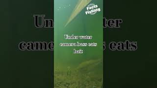 under water camera bass eats bait