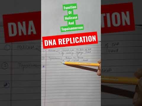 Video: Mikä on topoisomeraasientsyymin tehtävä DNA-replikaatiokyselyssä?