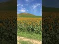 🌻🌞New Sunflower Field &amp; Hill, awesome view ⛰☀️#sunflower #farming  #newzealand #shorts