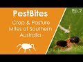 Crop and pasture mite identification | PestBites by Cesar