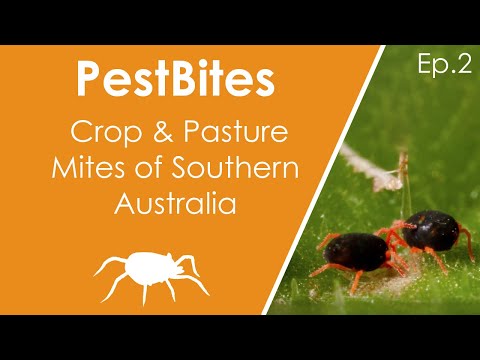 Video: Pasture tick. Development cycle of the pasture mite