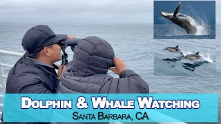 Whale Watching in Santa Barbara, CA_First Time Seeing Whales and Dolphins in the Wild!