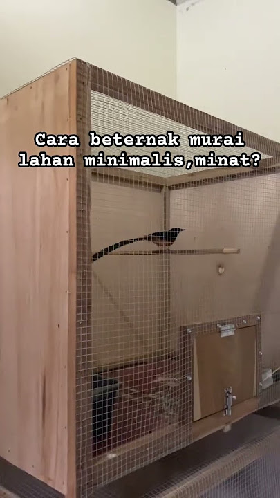 Beternak murai lahan sempit minimalis #muraibatu #muraiekorpanjang #ternak #ternakmuraibatu