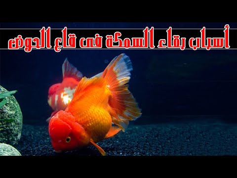 فيديو: لماذا تكمن الأسماك في قاع الحوض