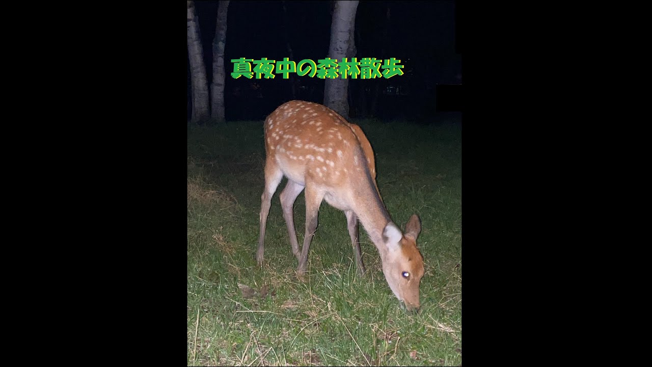 闇夜の国から From A Forest Of A Dark Night 09 Japan Nikko Deer Bambi Silent Youtube