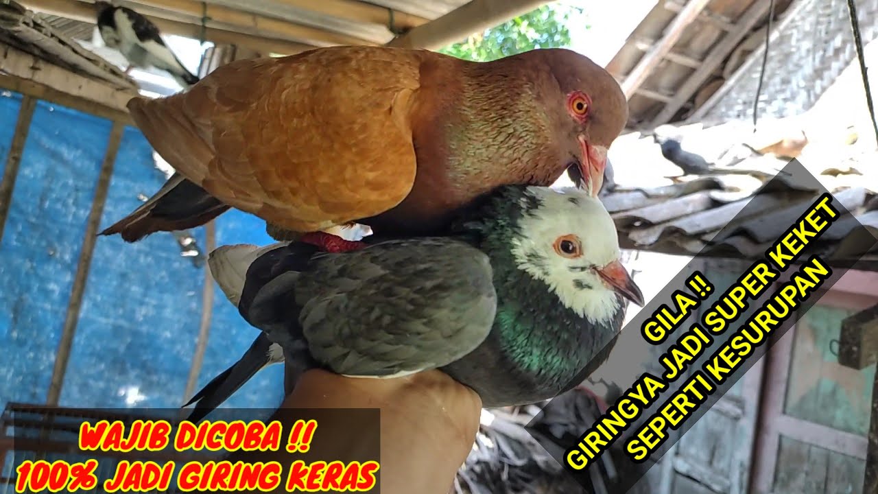 LENGKAP‼️CARA MENGGIRINGKAN MERPATI SETELAH CABUT TELUR...DIJAMIN GIRINGNYA JADI SUPER KEKET