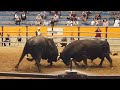 宇和島闘牛 2020年お盆場所 横綱戦 下城 vs 男山