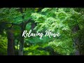 Relaxing music with nature green  stress relief  relaxation sleep work study and yoga