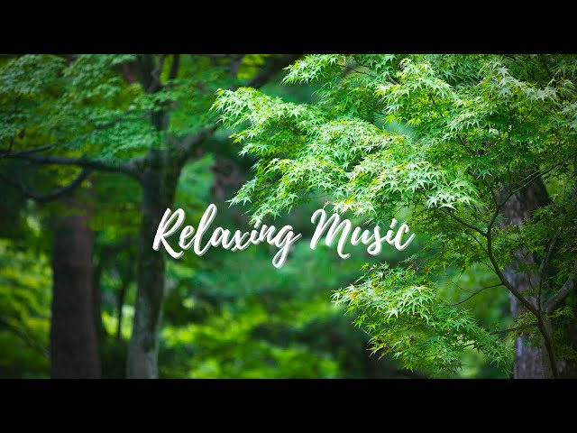Relaxing Music With Nature Green - Stress Relief - Relaxation, Sleep, Work, Study and Yoga class=