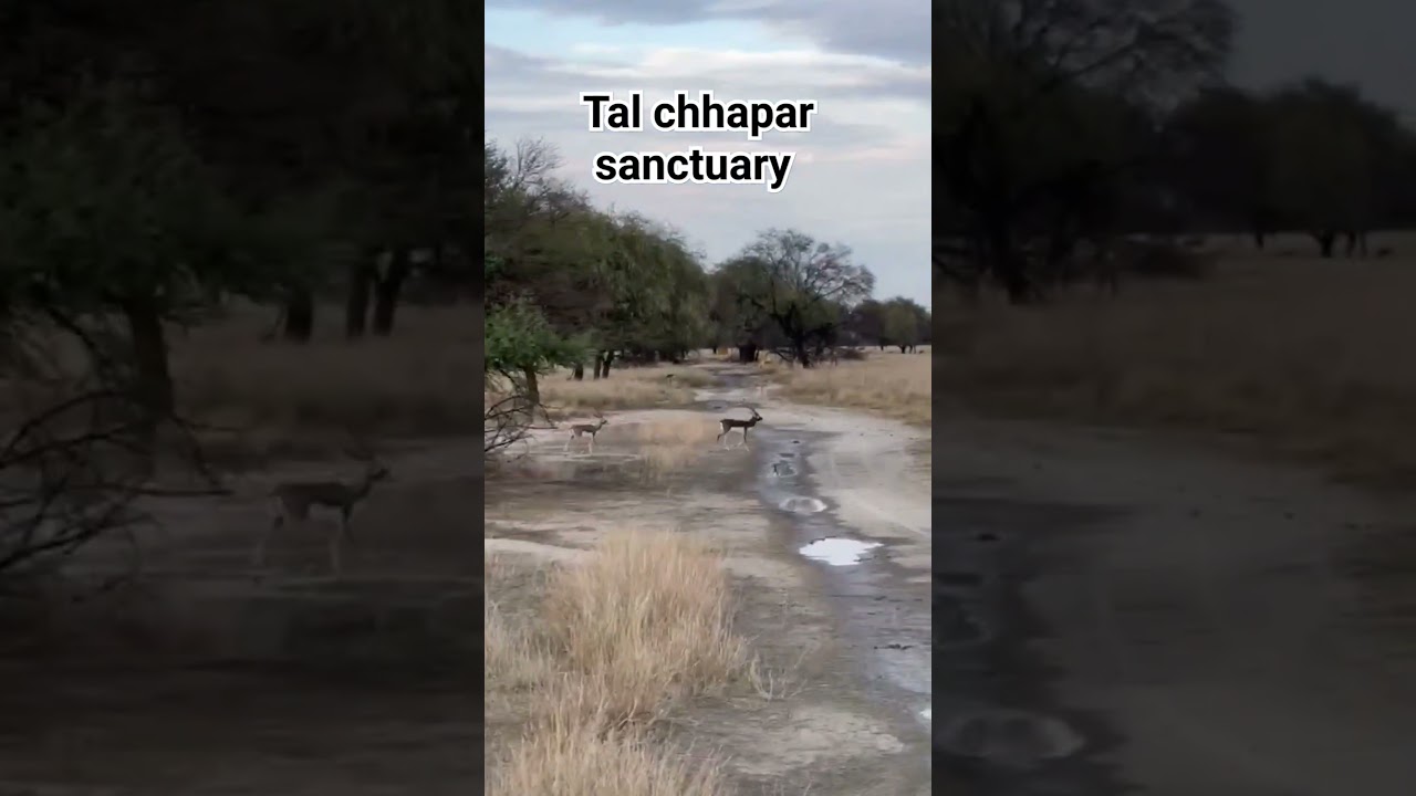 Tal chhapar sanctuary 