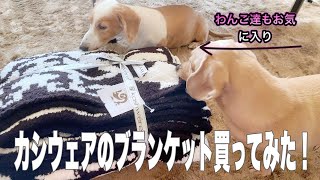 【ミニチュアダックス】わんこ達もお気に入りになりました【カシウェアのブランケット】