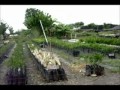 vivero frutales del tropico