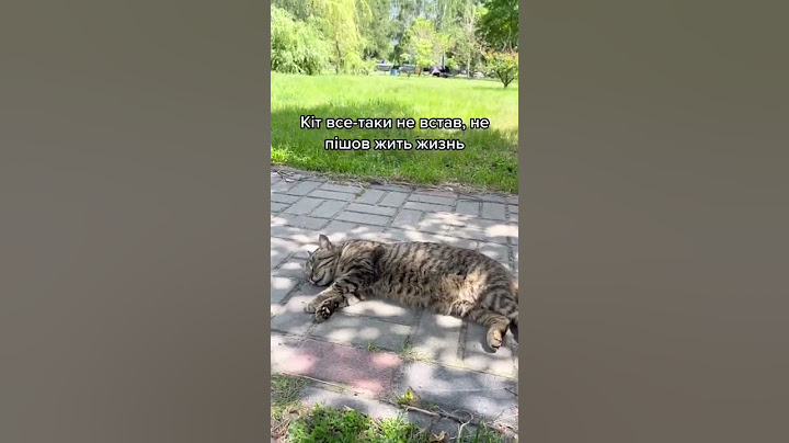 Ленивый кот #shorts
