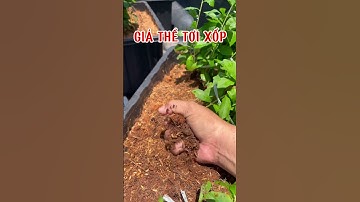 Cúc Tần Ấn độ #caycuctanando #cuctanando #cúc_tần_ấn_độ #cây_cúc_tần