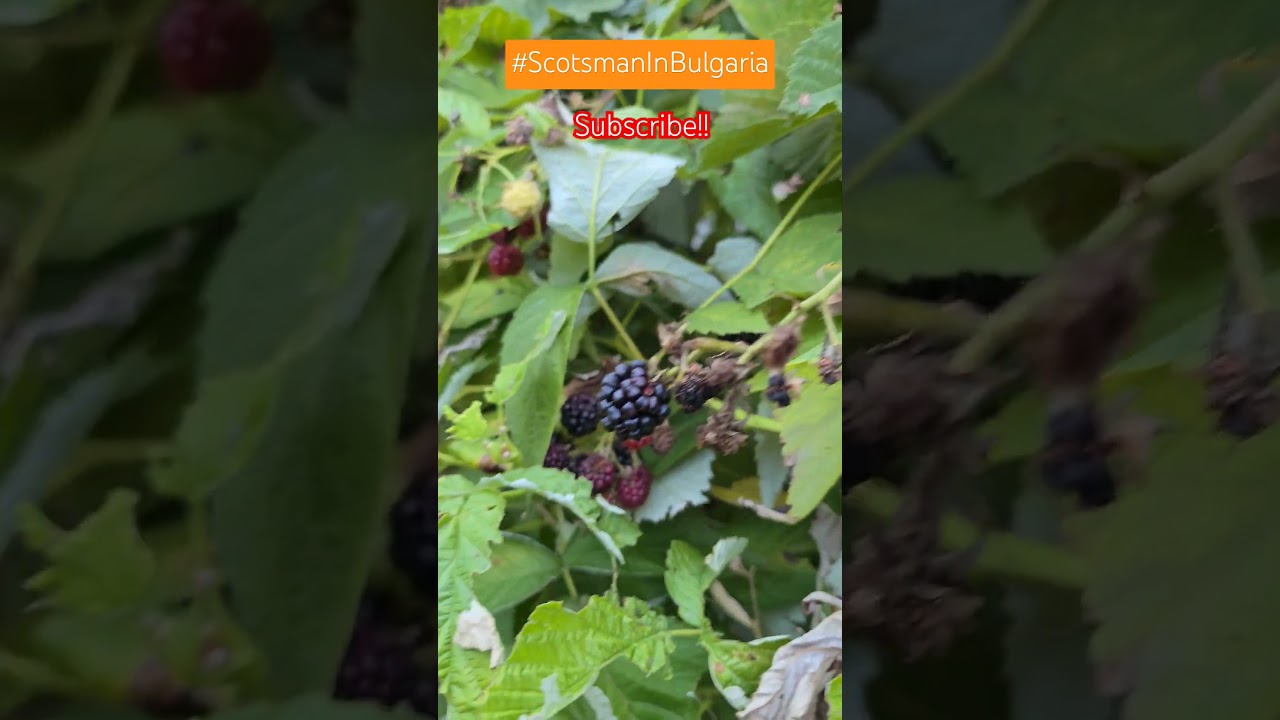 Blackberries / Best time to pick! 😃👌🏻..