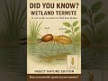 #Termite #Wetland #Insects #Nature #Wildlife #Viral #Trending #Explore #BugLife #Entomology #Bugs