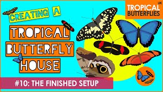 The Finished Setup #10 - Creating a Tropical Butterfly House - Tropical Butterflies UK