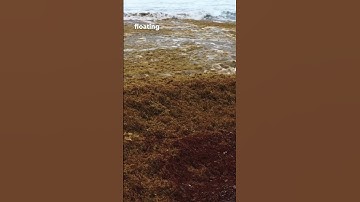 A historic invasion of sargassum seaweed for sure 🤯 #florida #seaweed #bacteria