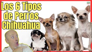 LOS 6 TIPOS DE RAZAS DE PERROS CHIHUAHUA