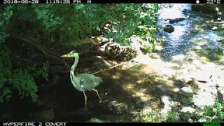 Reconyx HyperFire 2 HF2X example footage - heron
