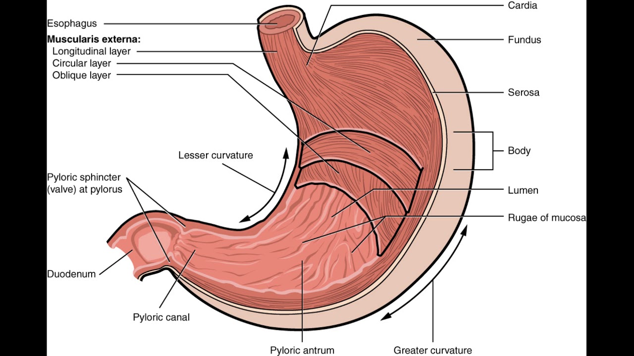 Нижняя часть желудка. Строение желудка анатомия.