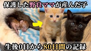 出産に立ち会った子猫が巣立ちの日を迎えました