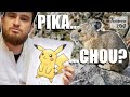 Un pikachu pas si chou  antenne zoo n1