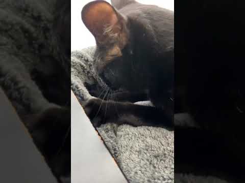 グッドもみもみニング - Black cats kneading a bad - #Shorts