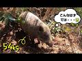 #157　【有害鳥獣駆除】雪が溶けて出かけたら、罠を踏んじゃった猪😓 - When the snow melts, wild boars get caught in traps！