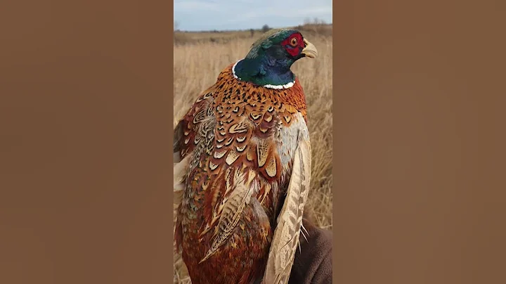 Ring Necked Pheasant #pheasant #pheasants #pheasanthunting #ringnecked