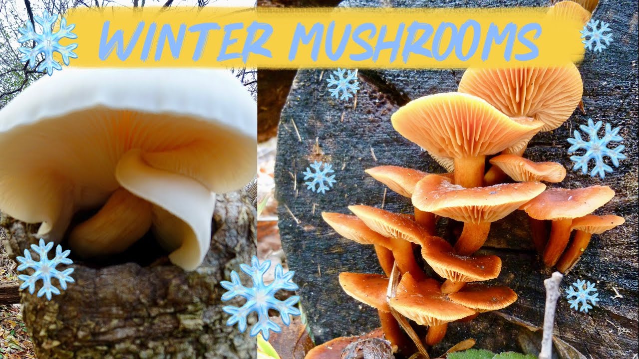 🔥Грибы-гнильцы | Грибы, растущие в холодную погоду🔥 