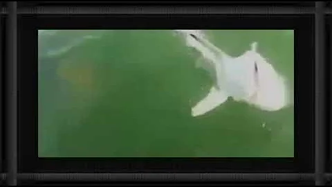 Goliath Grouper Devours Shark in One Big Bite Off Florida's Gulf Coast   YouTube