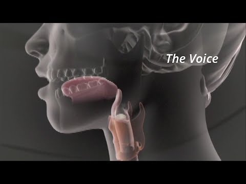 Trailer "The Voice" (DVD) - Insights into the Physiology of Singing an Speaking