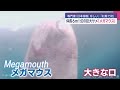 対馬で幻のサメ「メガマウスザメ」見つかる