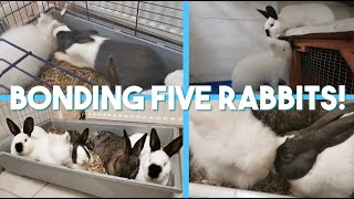 How I Successfully Bonded FIVE Rabbits!