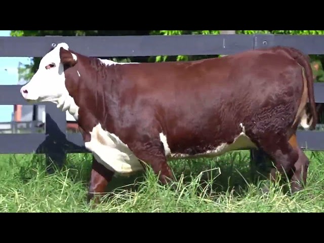 Lote 36   Leilão Virtual Fazenda Nova   Matrizes e Touros