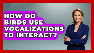 How Do Birds Use Vocalizations to Interact? | Bird Watching Diaries