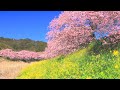 4K映像 桜の名所「みなみの桜（河津桜）と菜の花まつり」本州でもっとも早く春を感じる 静岡県 南伊豆町 日本の美しい四季町 2月中旬 お花見 絶景自然風景 cherry blossom