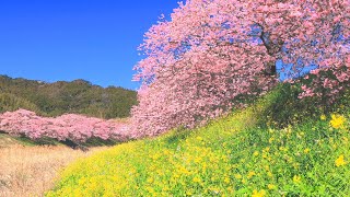 4K映像 桜の名所「みなみの桜（河津桜）と菜の花まつり」cherry blossom japan 本州でもっとも早く春を感じる 静岡県 南伊豆町 日本の美しい四季町 2月中旬 お花見 絶景自然風景